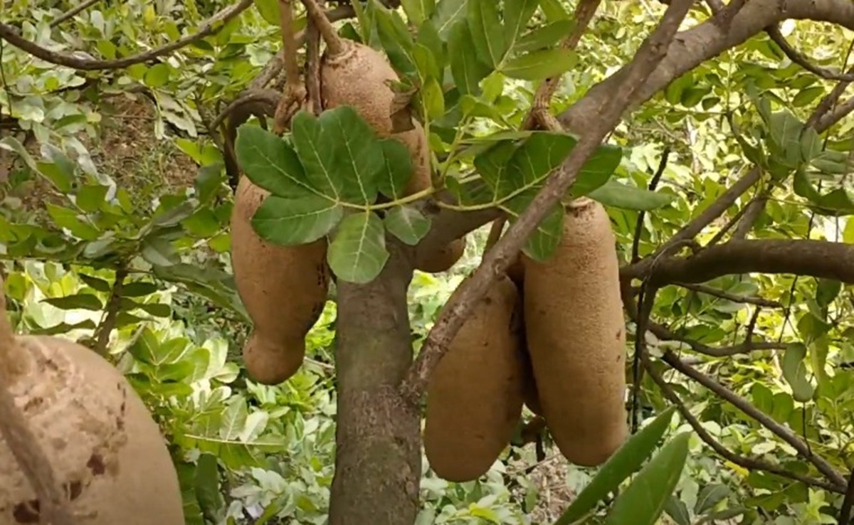 Balam Kheera: पथरी समेत कई बीमारियों में फायदेमंद है बालम खीरा, जानें फायदे और नुकसान