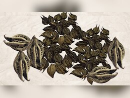 बरसात में उगने वाला रहस्यमय पौधा 'काला बिछुआ', औषधीय गुणों से है भरपूर