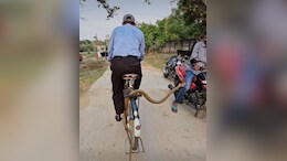 चलती साइकिल के कैरियर में फंसा लंबा-चौड़ा सांप, शख्स मारता रहा पैडल और फिर...