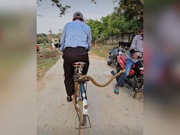 चलती साइकिल के कैरियर में फंसा लंबा-चौड़ा सांप, शख्स मारता रहा पैडल और फिर... चलती साइकिल के कैरियर में फंसा लंबा-चौड़ा सांप, शख्स मारता रहा पैडल और फिर...