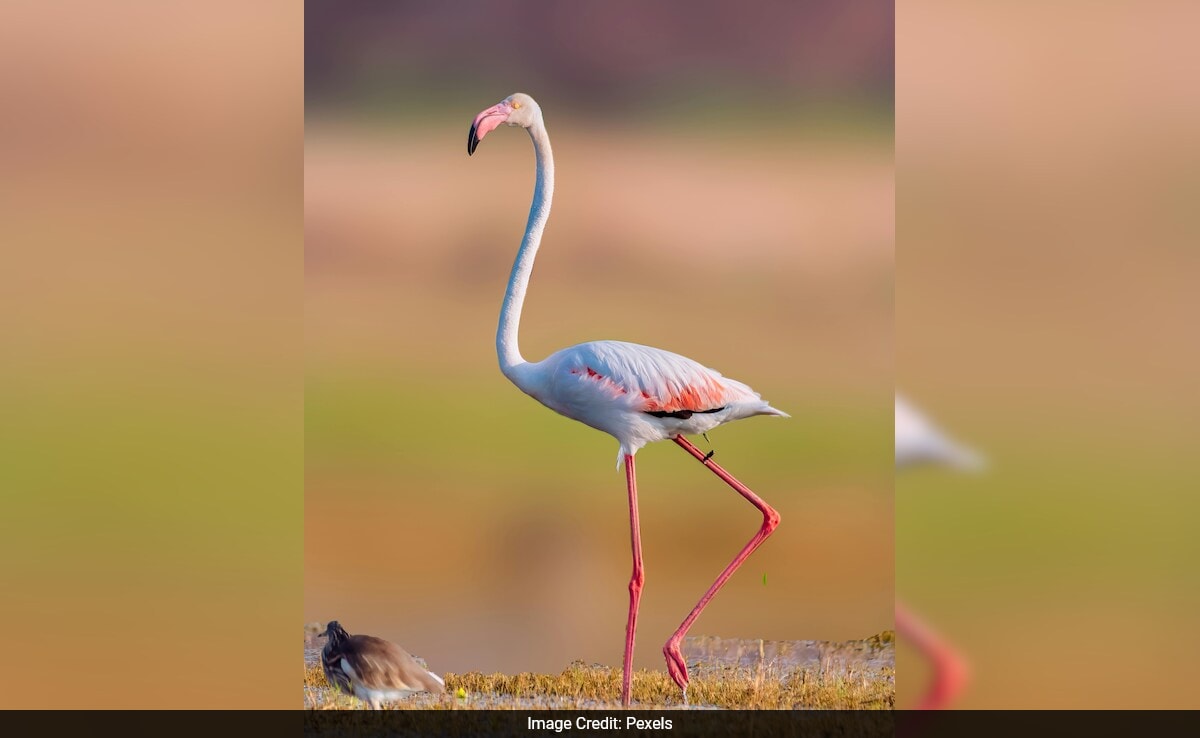 Кимбърли Водно тяло където по малко фламингос се събира в