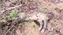 leopards Death : जंगल में कैसे हुई&nbsp;दो तेंदुए की मौत? शव के कुछ हिस्से गायब; रिपोर्ट का इंतजार