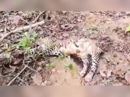 leopards Death : जंगल में कैसे हुई दो तेंदुए की मौत? शव के कुछ हिस्से गायब; रिपोर्ट का इंतजार leopards Death : जंगल में कैसे हुई दो तेंदुए की मौत? शव के कुछ हिस्से गायब; रिपोर्ट का इंतजार