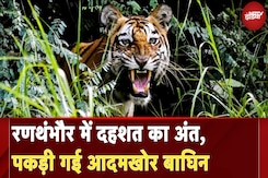 Ranthambore Tiger Attack: रणथंभौर में दहशत का अंत, पकड़ी गई आदमखोर बाघिन | NDTV India Ranthambore Tiger Attack: रणथंभौर में दहशत का अंत, पकड़ी गई आदमखोर बाघिन | NDTV India