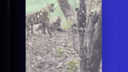 Sanjay Tiger Reserve : तपती धूप में मस्ती करते नजर आए चार बाघ, रोमांचक Video Viral