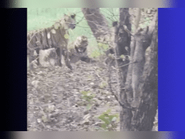 Sanjay Tiger Reserve : तपती धूप में मस्ती करते नजर आए चार बाघ, रोमांचक Video Viral Sanjay Tiger Reserve : तपती धूप में मस्ती करते नजर आए चार बाघ, रोमांचक Video Viral