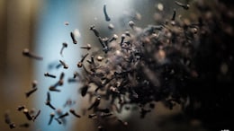 Climate Change Threatens Indonesia's Historic Clove Farms