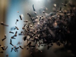 Climate Change Threatens Indonesia's Historic Clove Farms