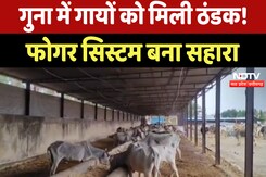 Kanji House में नई तकनीक ! गायों को Fogger System से मिल रही राहत Kanji House में नई तकनीक ! गायों को Fogger System से मिल रही राहत