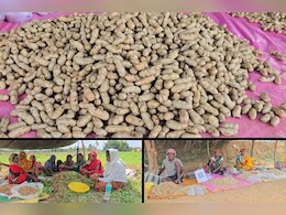 छत्तीसगढ़ के इस गांव में मूंगफली की बंपर खेती से मालामाल हुए किसान, जानें - कैसे किया ये कमाल? छत्तीसगढ़ के इस गांव में मूंगफली की बंपर खेती से मालामाल हुए किसान, जानें - कैसे किया ये कमाल?
