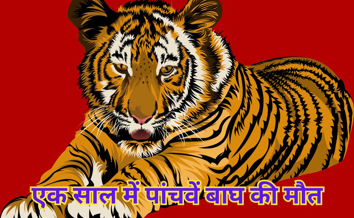 Tigress Found Dead: कान्हा टाइगर रिजर्व में मादा बाघ की मौत, दो पत्थरों के बीच फंसी हुई मिली बाघिन