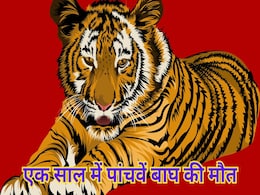 Tigress Found Dead: कान्हा टाइगर रिजर्व में मादा बाघ की मौत, दो पत्थरों के बीच फंसी हुई मिली बाघिन Tigress Found Dead: कान्हा टाइगर रिजर्व में मादा बाघ की मौत, दो पत्थरों के बीच फंसी हुई मिली बाघिन