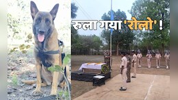 मधुमक्खियों के हमले में CRPF का 'रोलो' शहीद, कई नक्सल विरोधी अभियानों में निभाई बड़ी भूमिका