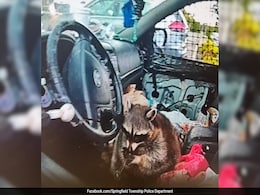 Ohio Police Discover Pet Raccoon With Meth Pipe, Uncovering Significant Drug Cache Ohio Police Discover Pet Raccoon With Meth Pipe, Uncovering Significant Drug Cache