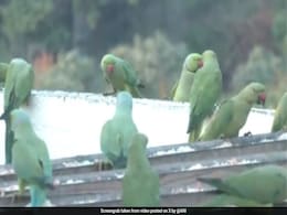 Chennai Couple Turns Terrace Into Bird Haven Chennai Couple Turns Terrace Into Bird Haven