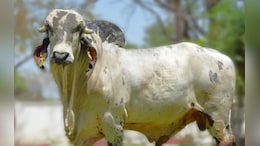 Rajasthan: राजस्थान सरकार ने ब्राज़ील से मंगाए गिर बुल के 2680 सीमन के डोज़, राज्य में बढ़ेगा दूध का उत्पादन