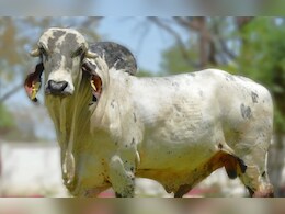 Rajasthan: राजस्थान सरकार ने ब्राज़ील से मंगाए गिर बुल के 2680 सीमन के डोज़, राज्य में बढ़ेगा दूध का उत्पादन