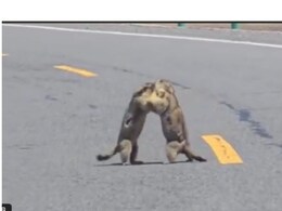 Caught On Cam: Marmots Take Over Road, Bring Mountain Highway Traffic To A Halt