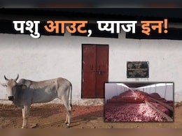 Shivpuri News: सड़क दुर्घटना का कारण बन रही आवारा मवेशी, गौशाला में दबंगों ने कब्जा कर किया प्याज का भंडारण Shivpuri News: सड़क दुर्घटना का कारण बन रही आवारा मवेशी, गौशाला में दबंगों ने कब्जा कर किया प्याज का भंडारण