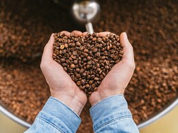 Chicory In Coffee: A European Root That Changed South Indian Filter Coffee Forever Chicory In Coffee: A European Root That Changed South Indian Filter Coffee Forever