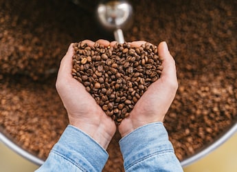 Chicory In Coffee: A European Root That Changed South Indian Filter Coffee Forever Chicory In Coffee: A European Root That Changed South Indian Filter Coffee Forever