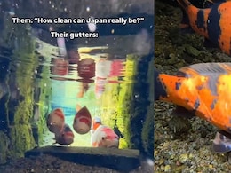 Viral Video Shows Japan's Crystal Clear Drains Filled With Fish, Leaves Internet In Awe