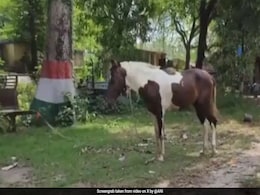 Bihar Police Seizes Horse Used To Smuggle 50 Litres Of Liquor Bihar Police Seizes Horse Used To Smuggle 50 Litres Of Liquor