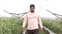 Success Story : अवकाळी पावसातही नाशिकच्या शेतकऱ्याचे टोमॅटो सुरक्षित! काय लढवली शक्कल? पाहा Video