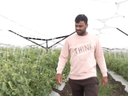 Success Story : अवकाळी पावसातही नाशिकच्या शेतकऱ्याचे टोमॅटो सुरक्षित! काय लढवली शक्कल? पाहा Video