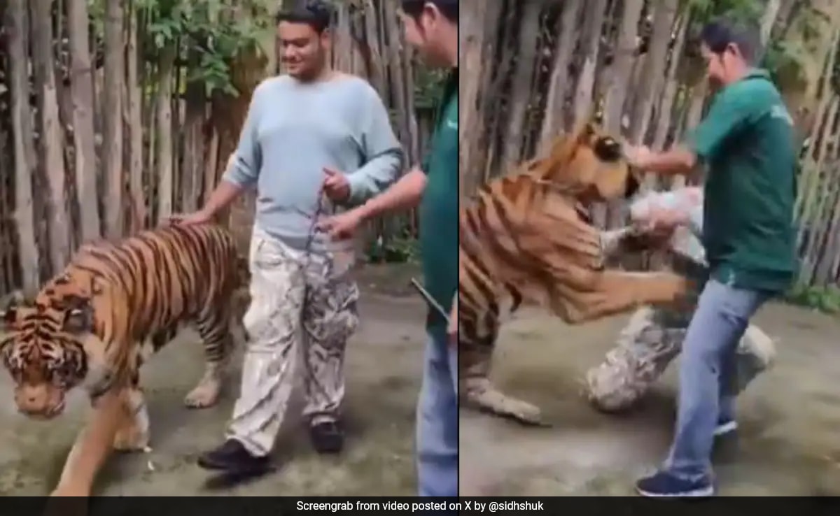 Индийски турист беше нападнат от тигър в Тайланд Пукет Човекът