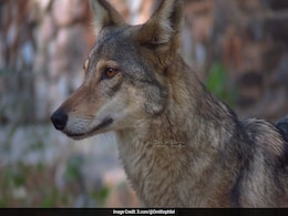 Rare Indian Grey Wolf Sighting Reported Near Yamuna In Delhi After Decades Rare Indian Grey Wolf Sighting Reported Near Yamuna In Delhi After Decades