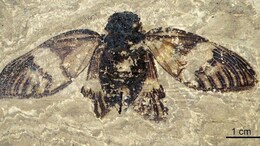 47-Million-Year-Old Cicada Fossil Discovered, Is Full Of Detail