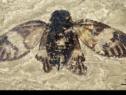 47-Million-Year-Old Cicada Fossil Discovered, Is Full Of Detail