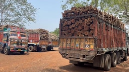 Nilgiri Tree Smuggling: पुष्पा फिल्म की तर्ज पर कर रहे थे नीलगिरी पेड़ों की तस्करी, वन विभाग ने जब्त किए चार ट्रक