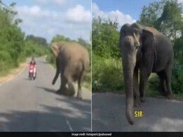 Video: Canadian Vloggers Narrowly Escape Charging Elephant In India Video: Canadian Vloggers Narrowly Escape Charging Elephant In India