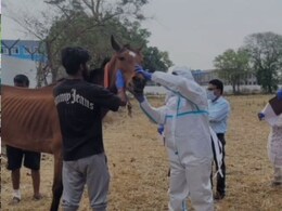 5 दिनों में 8 घोड़ों की संदिग्ध मौत, आरोप-सट्टेबाजे का सबूत मिटाने के लिए भेजे गए थे जबलपुर, खुलासे के बाद हड़कंप 