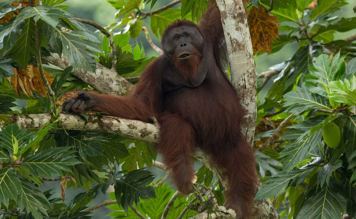 Photo: Courtesy of Danum National Park Photo: Courtesy of Danum National Park