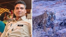 Ranthambore Tiger Attack: रणथंभौर में बाघ के हमले में रेंजर की मौत, 1 महीने में टाइगर ने 2 लोगों को बनाया शिकार