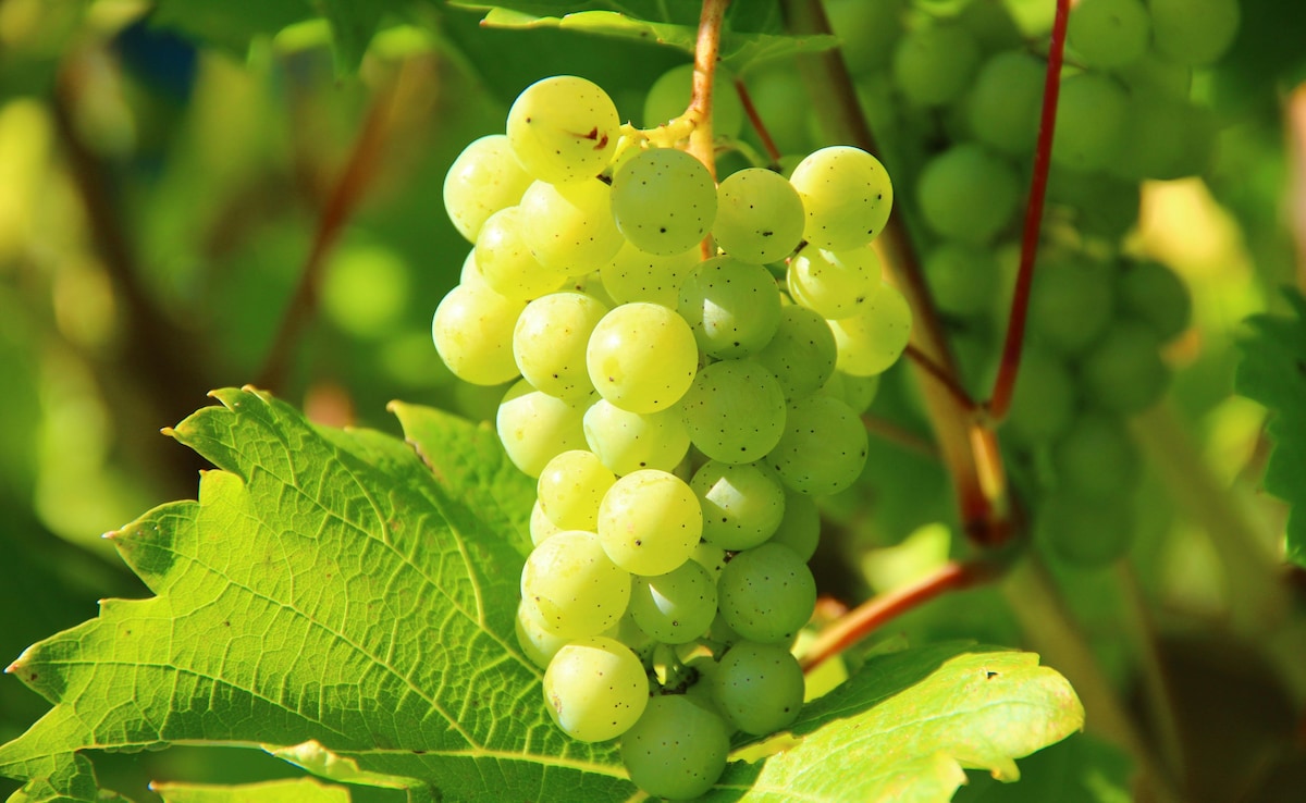 Grapes Cleaning Tips: अंगूर को कैसे साफ करें, जानें अंगूरों से गंदगी और कीटनाशक हटाने के आसान टिप्स