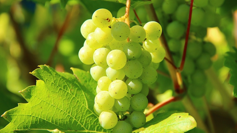 Grapes Cleaning Tips: अंगूर को कैसे साफ करें, जानें अंगूरों से गंदगी और कीटनाशक हटाने के आसान टिप्स