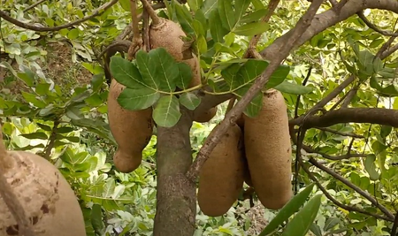 पथरी को शरीर से निकाल बाहर कर देता है बालम खीरा, जानें फायदे उपयोग का सही तरीका