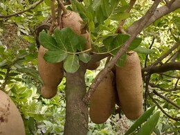 पथरी को शरीर से निकाल बाहर कर देता है बालम खीरा, जानें फायदे उपयोग का सही तरीका