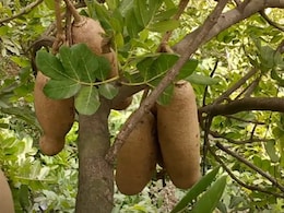 पथरी समेत कई बीमारियों में फायदेमंद है बालम खीरा, जानें उपयोग का सही तरीका