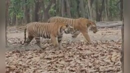 मुक्की जोन में फेमस बाघिन नर बाघ के साथ घूमती दिखाई दी, खूबसूरत नजारा कैमरे में कैद&nbsp;