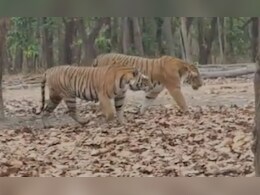 मुक्की जोन में फेमस बाघिन नर बाघ के साथ घूमती दिखाई दी, खूबसूरत नजारा कैमरे में कैद  मुक्की जोन में फेमस बाघिन नर बाघ के साथ घूमती दिखाई दी, खूबसूरत नजारा कैमरे में कैद