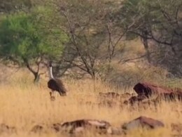 Rajathan: जैसलमेर में गोडावण और उसके नन्हे चूजे की मनमोहक तस्वीर वायरल, पर्यावरणविदों में खुशी की लहर