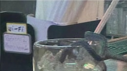 Snake Falls Into Woman's Drink At US Restaurant, Leaves Her Horrified