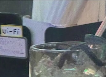 Snake Falls Into Woman's Drink At US Restaurant, Leaves Her Horrified Snake Falls Into Woman's Drink At US Restaurant, Leaves Her Horrified