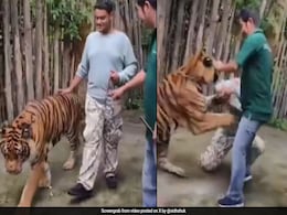 Indian Man Attempts Selfie With Tiger In Thailand, Watch What Happened Next Indian Man Attempts Selfie With Tiger In Thailand, Watch What Happened Next