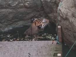 Heat Wave: पानी की तलाश में कुएं में गिरा बाघ, अब निकालने के लिए अपनाई जा रही है ये तरकीब